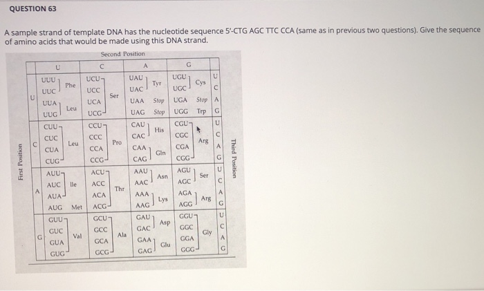 Solved QUESTION 63 A sample strand of template DNA has the | Chegg.com