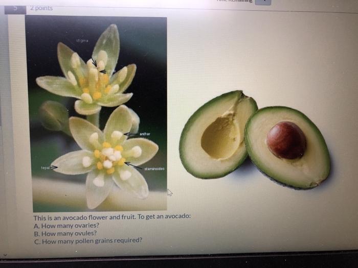 avocado flower