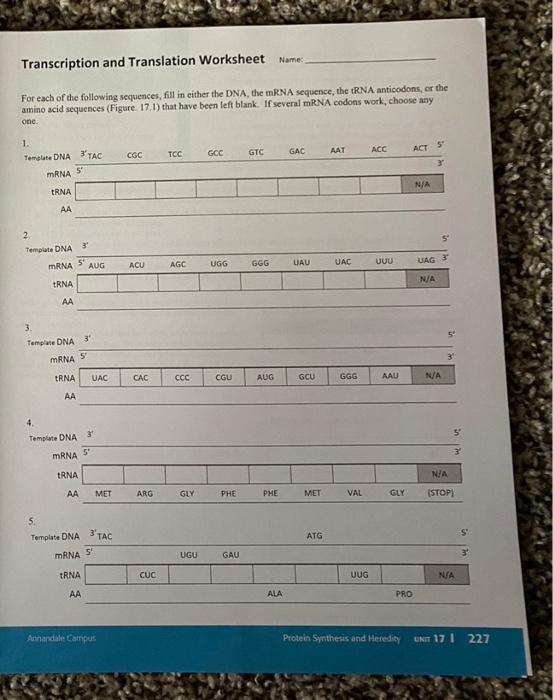 transcription and translation worksheet answer key