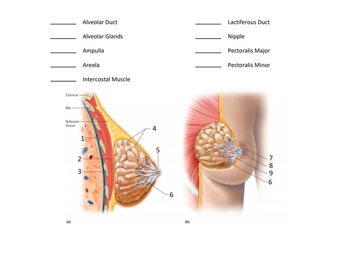 Musculos pectorales mujer