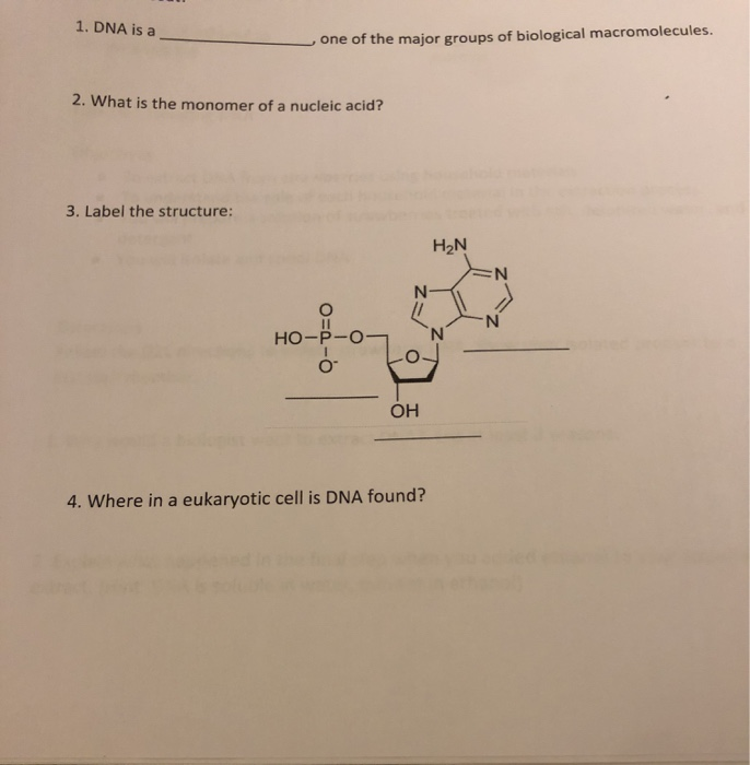 Solved 4. Where in a eukaryotic cell is DNA found? 1. DNA | Chegg.com