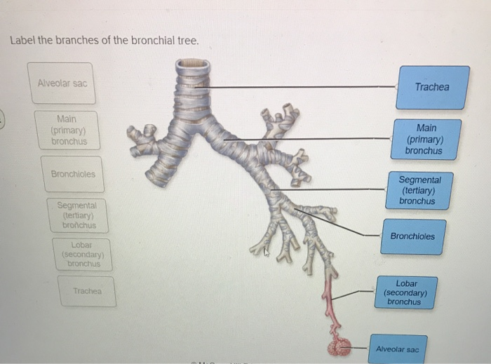 bronchial tree anatomy labeled