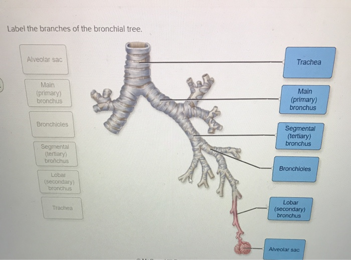 Solved Label The Branches Of The Bronchial Tree Alveolar Chegg