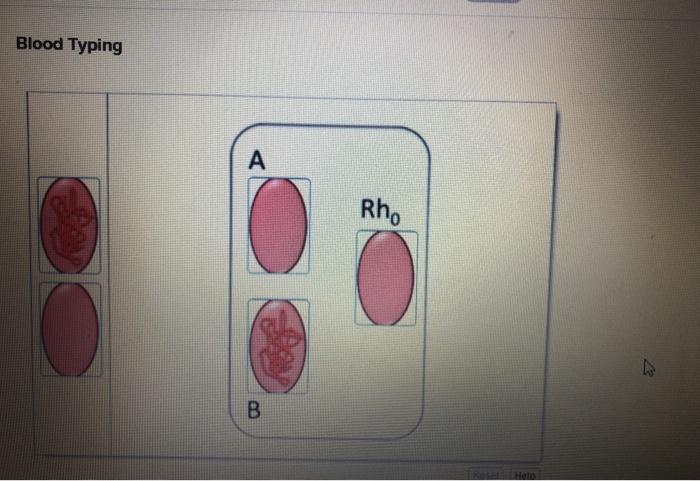 Solved Blood Typing A Rh, B Please Look At The Blood | Chegg.com