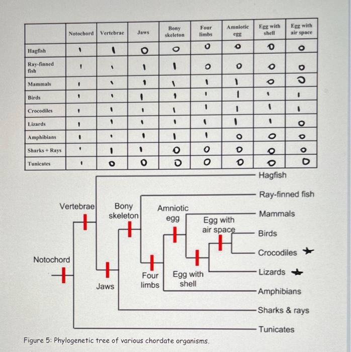 Solved Figure 5: Phylogenetic tree of various chordate | Chegg.com