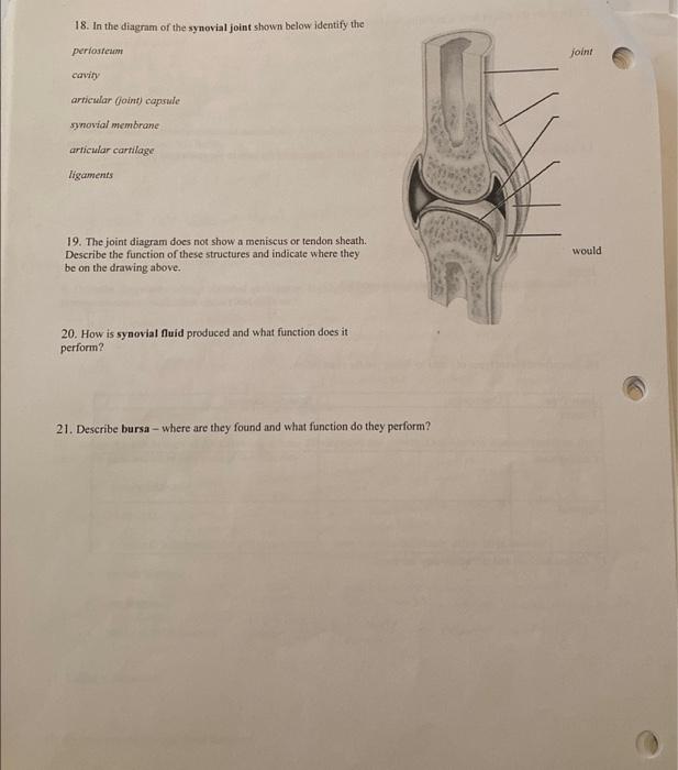 Solved 18. In the diagram of the synovial joint shown below | Chegg.com