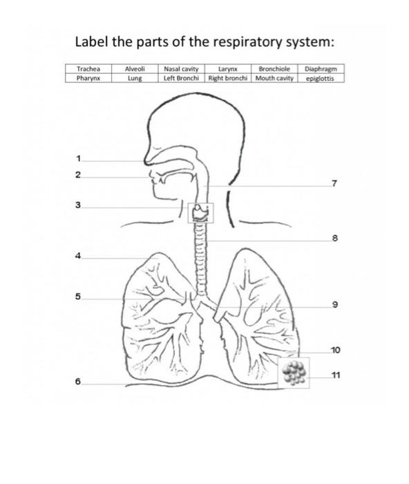 respiratory system diagram labeled with functions