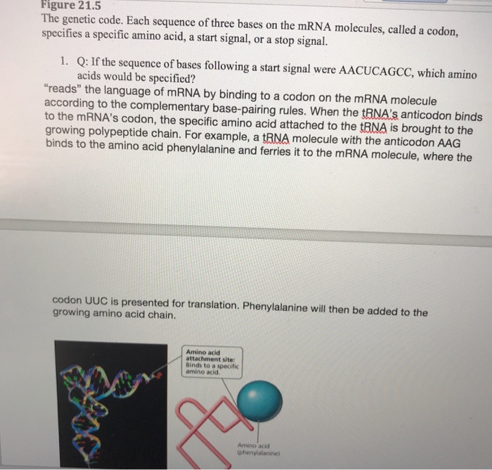 Solved Look at the mRNA transcript in Figure 21.3. Notice | Chegg.com