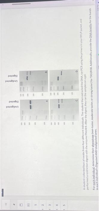 Solved A Student Collected Buccal Swabs From Four Different | Chegg.com