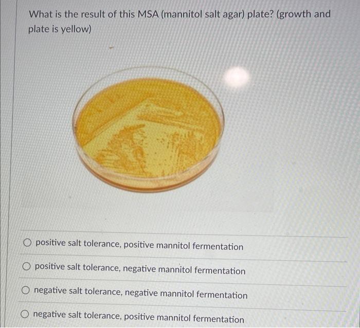 Solved What is the result of this MSA (mannitol salt agar)