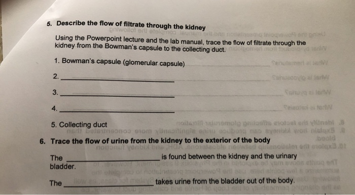 Trace The Flow Of Filtrate Through The Kidney.