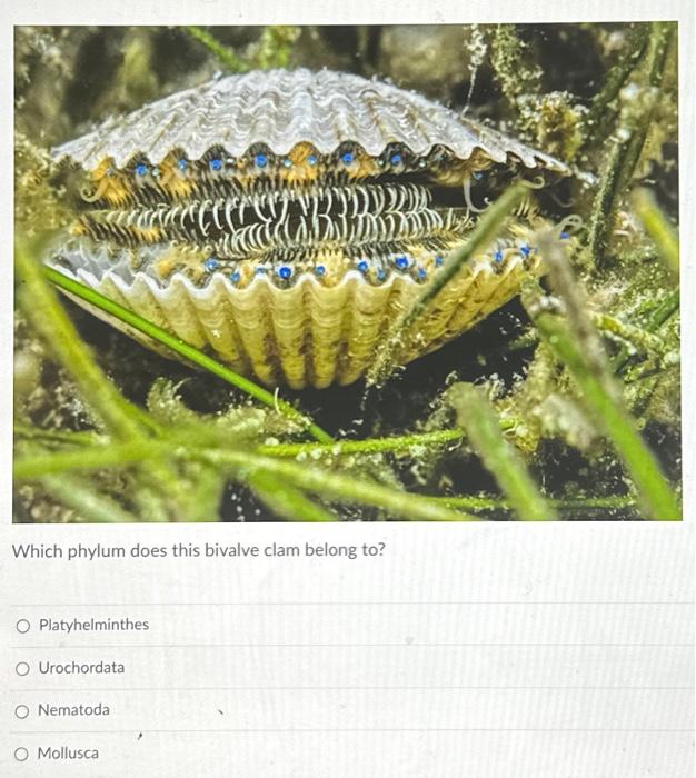 Solved Which phylum does this bivalve clam belong to?