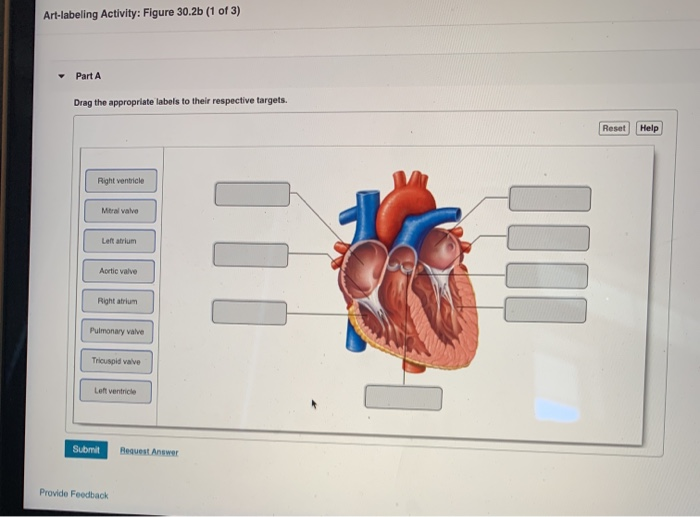 Solved Artlabeling Activity Figure 30.2b (1 of 3) Part A