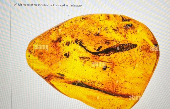 Solved Which mode of preservation is illustrated in the | Chegg.com