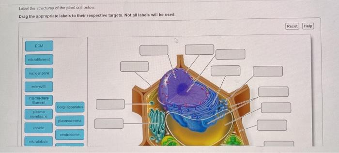 Solved Label the structures of the plant cell below Drag the | Chegg.com