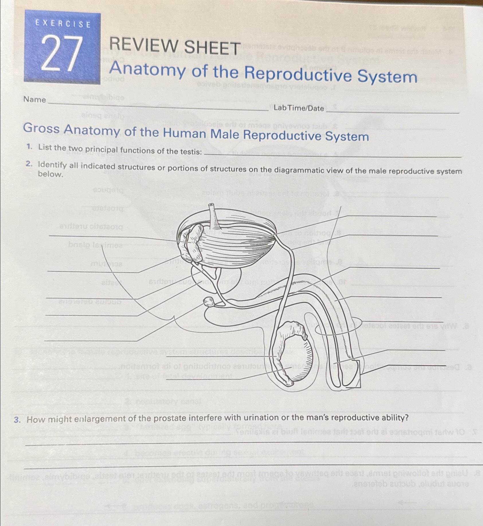 Solved EXERCISEREVIEW SHEETAnatomy Of The Reproductive | Chegg.com