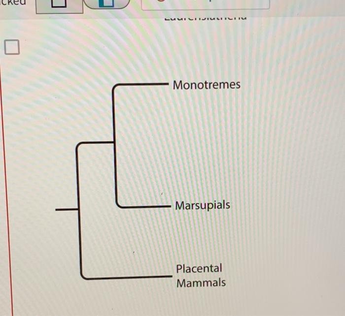Solved The phylogenetic tree shows a simplified hypothesis | Chegg.com