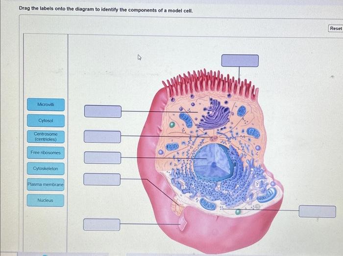 Solved Drag The Labels Onto The Diagram To Identify The | Chegg.com