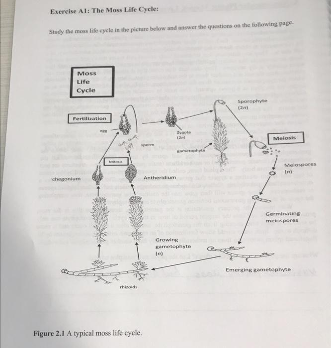 Solved Why do mosses need moist environments? What does the