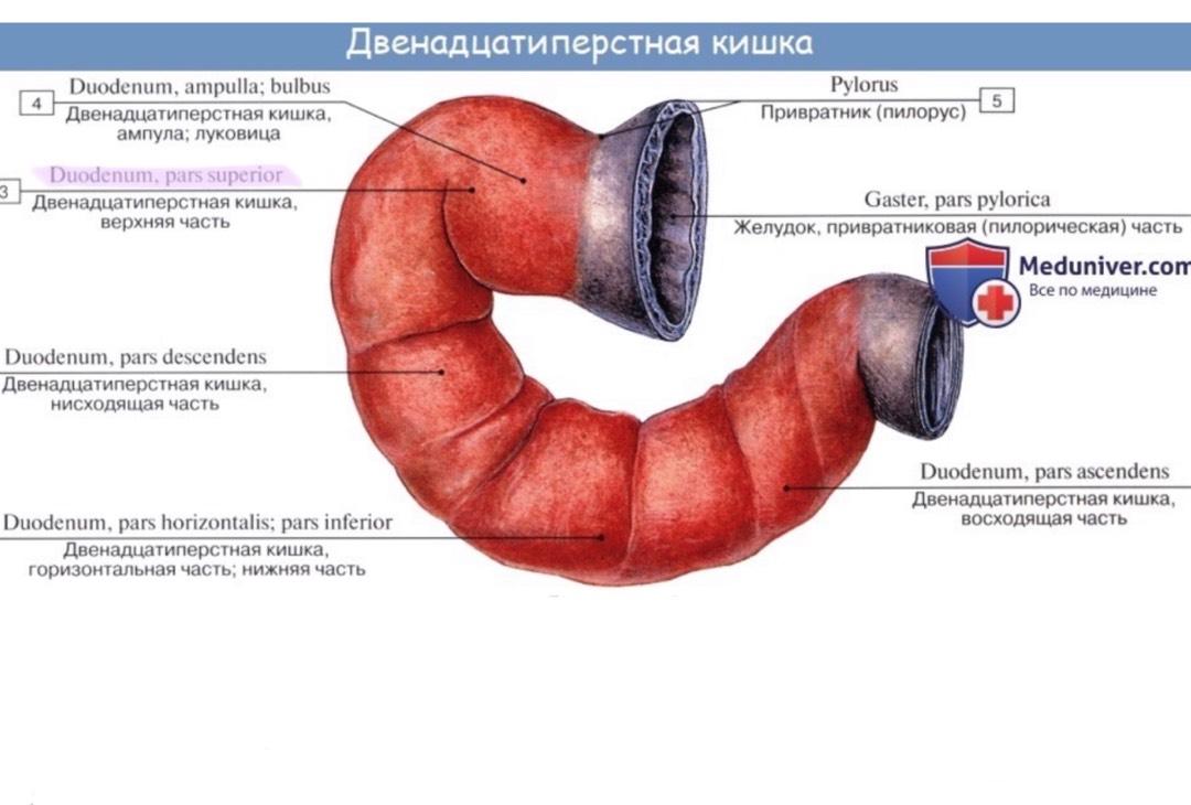 Как болит 12 перстная кишка симптомы