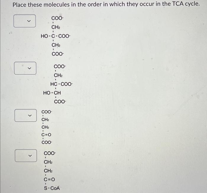 Solved Place these molecules in the order in which they | Chegg.com