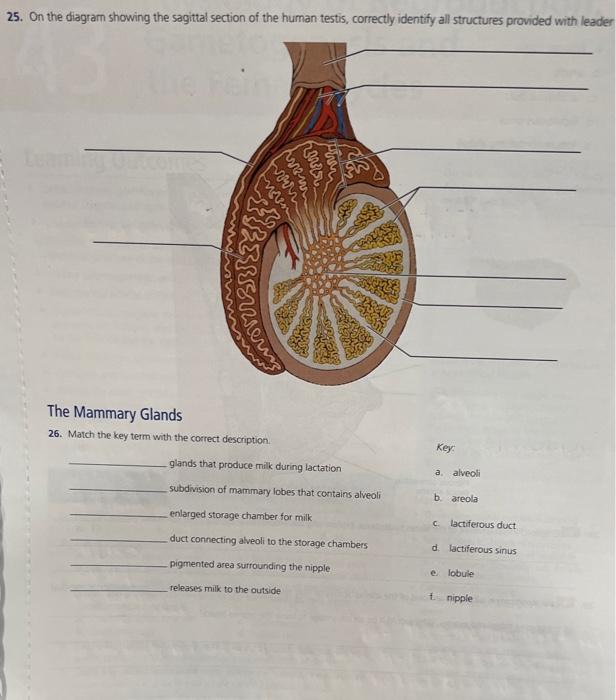 Solved 25. On the diagram showing the sagittal section of | Chegg.com