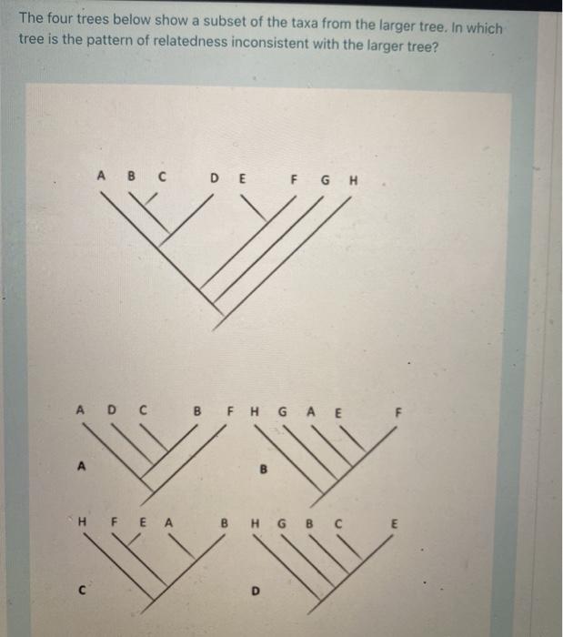 Solved The four trees below show a subset of the taxa from