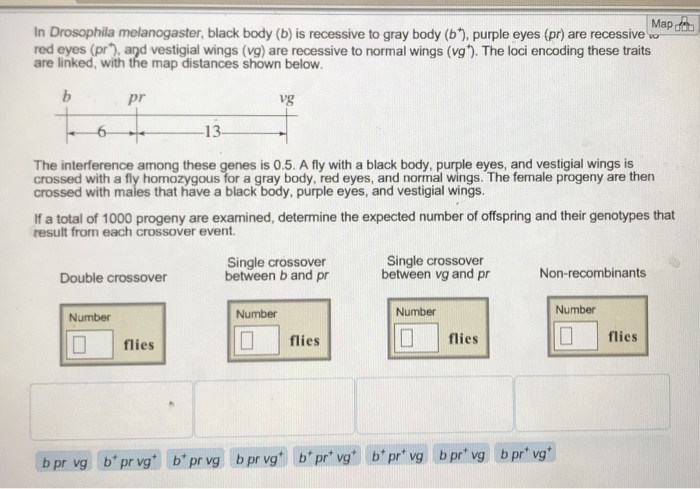 Solved Map In Drosophila Melanogaster Black Body B Is Chegg Com