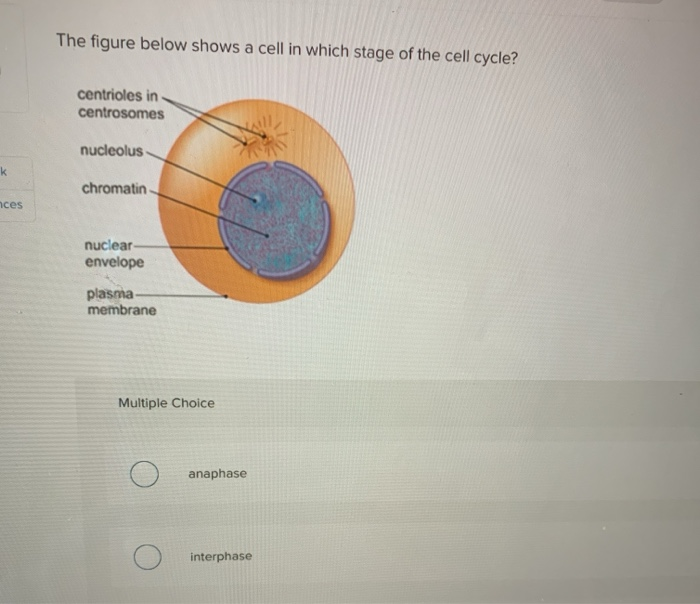 Solved The figure below shows a cell in which stage of the | Chegg.com