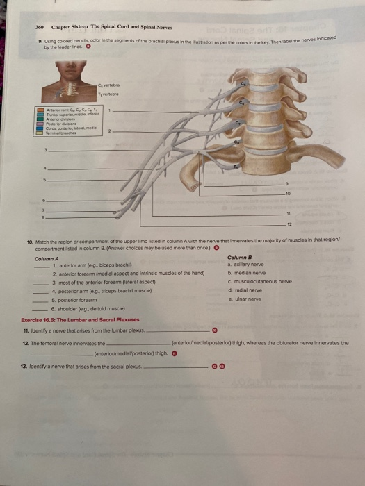 Solved w Chapter Sixteen The Spinal Cord and Spinal Nerves | Chegg.com