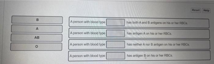 Solved A person with blood type has toth A and B antigens on | Chegg.com