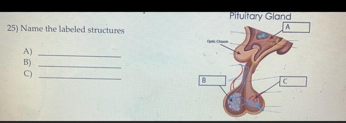 Solved 25) Name the labeled structures A) B) C) | Chegg.com