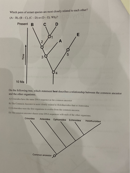 solved-which-pairs-of-extant-species-are-most-closely-chegg