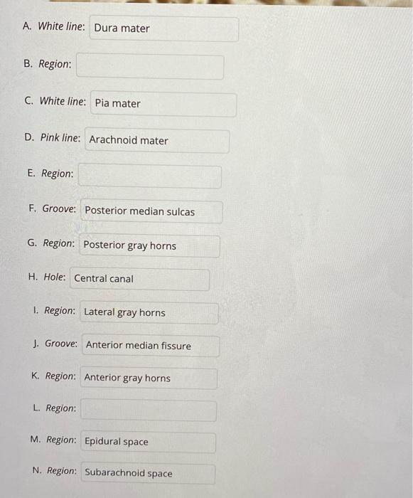 Solved Identify the structures and regions on the image | Chegg.com
