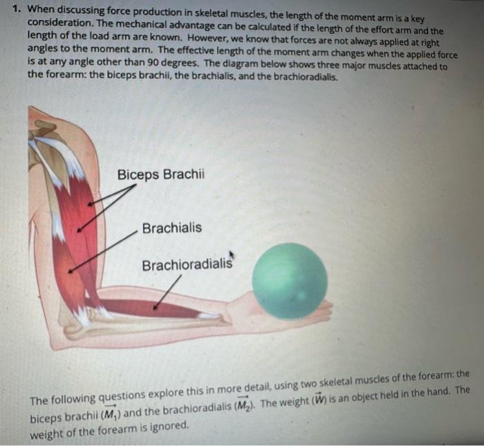 Solved When discussing force production in skeletal muscles, | Chegg.com