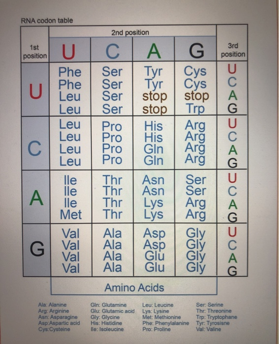 Solved Given the template strand of DNA below, write the | Chegg.com