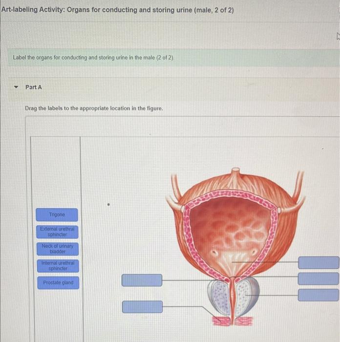 Artlabeling Activity Organs for conducting and