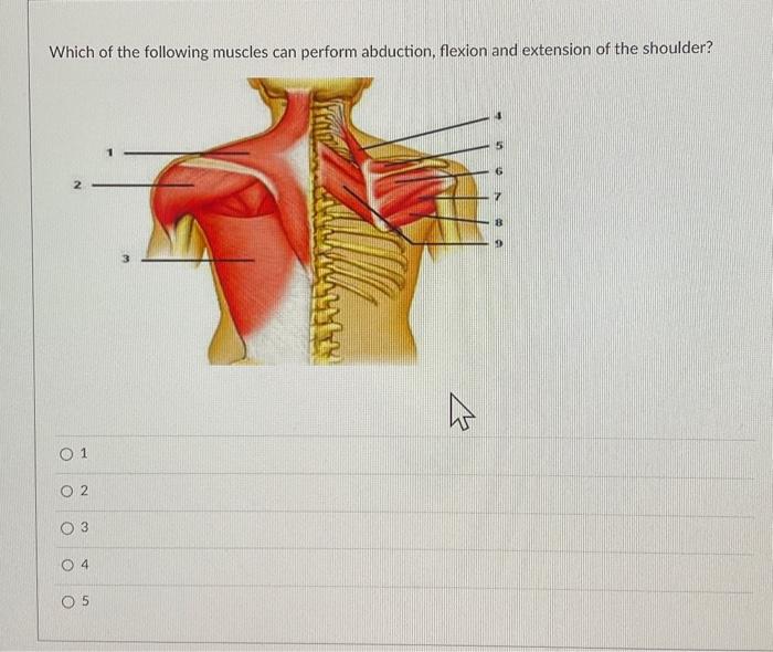 Which of the following muscles can perform abduction, flexion and extension of the shoulder?