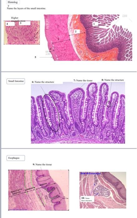 Solved Histolog Name The Layers Of The Small Intestine 