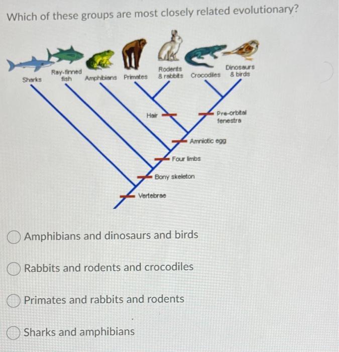 Solved Which of these groups are most closely related | Chegg.com