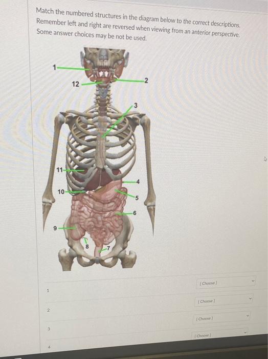 Solved Match the numbered structures in the diagram below to | Chegg.com