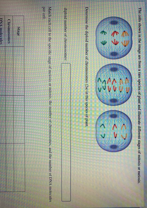 Solved The cells shown in the image are from a rare species | Chegg.com