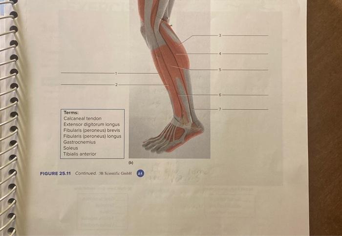 \begin{tabular}{|l|} \hline Terms: \\ Calcaneal tendon \\ Extensor digitorum longus \\ Fibularis (peroneus) brevis \\ Fibular