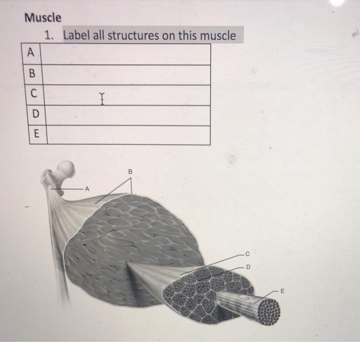 Solved Muscle 1. Label all structures on this muscle A B с I | Chegg.com
