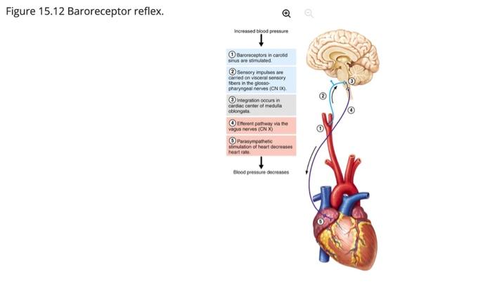 Solved 16. Trace the path of sympathetic and parasympathetic | Chegg.com