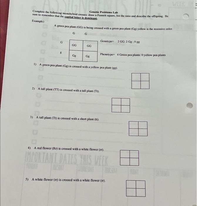 Solved Genetic Problems Lab Complete The Following | Chegg.com