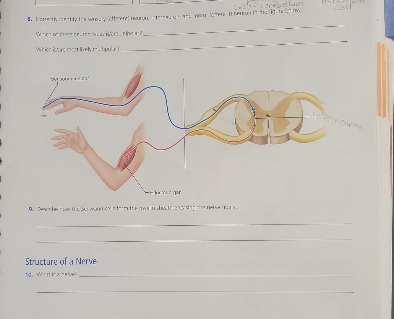 Solved 8. Correctly identify the sensory (afferent) neuron, | Chegg.com