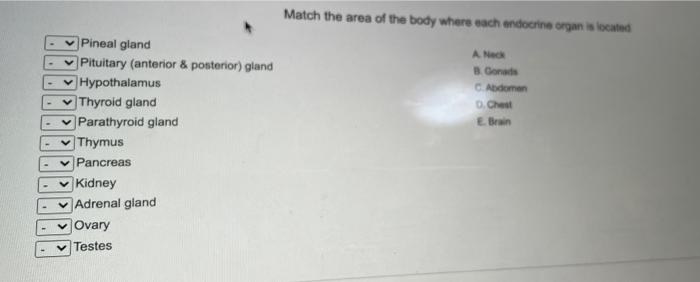 Solved Match the area of the body where each endocrine | Chegg.com