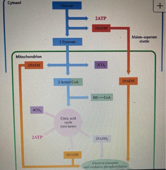 Solved Can someone please use the diagram to answer this | Chegg.com