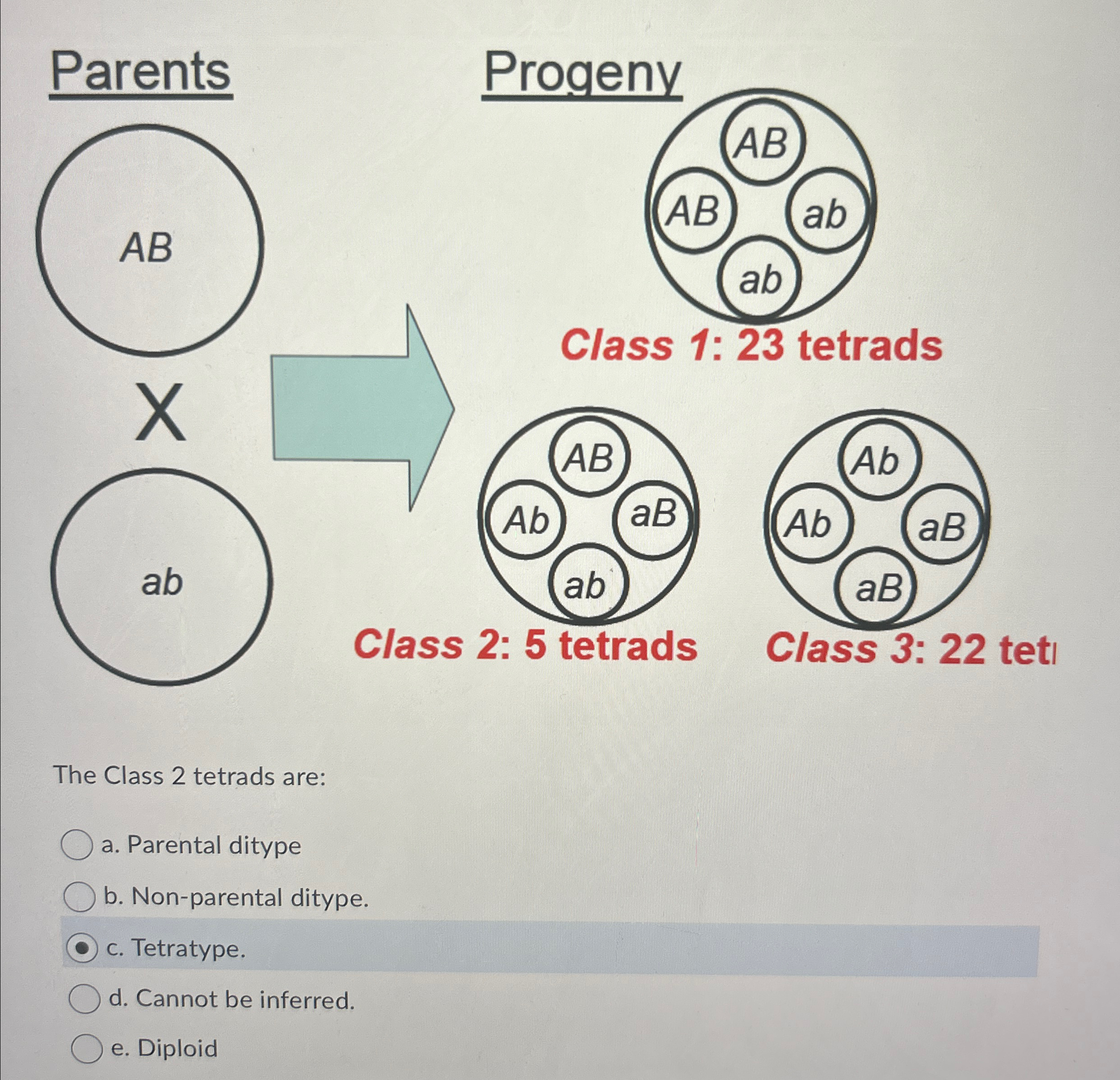 Solved The Class 2 ﻿tetrads are: ﻿a. ﻿Parental ditypeb. | Chegg.com